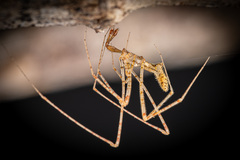 Rhomphaea sp. "Chocolate Chips" © Joseph K H Koh  • Habitus • Lateral • Alive • ♂ • Adult